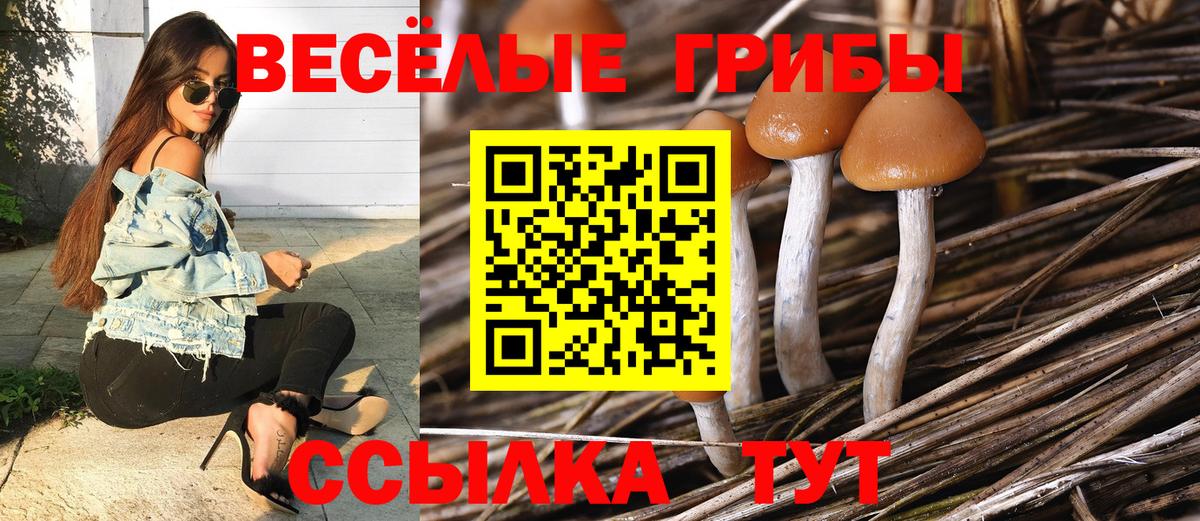 Галлюциногенные грибы Psilocybine cubensis Кировск